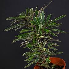 Image result for Plerandra