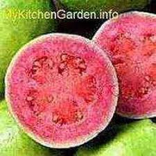Growing fruit trees are somewhat different to other plants, in that there is an intermediate growing stage where the seed must be grown into a sapling before being planted into a cleared fruit tree patch. Guava Plant How To Grow Guava Tree Faster