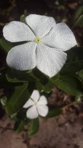 Image result for Callilepis laureola