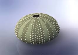 Urchin Shell 3d Model Sea Urchin Shell 3d Model Diy And Crafts