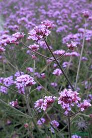 We did not find results for: Verbena Bonariensis Lollipop Native Sons Plant Of The Week