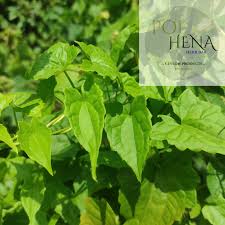 Image result for Mikania