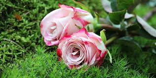 Ispirato fiori simili alle rose sono simili alle rose. Malattie Delle Rose Le Piu Diffuse E Le Cure Migliori