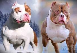 Double The Rocs Americanbully Animal Lover American Bully Animals