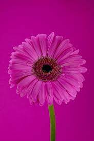 Gerbera Flower Pink Gerbera Daisy Flower On A Pink Background Sponsored Pink Flower Gerbera Gerbera Gerbera Flower Gerbera Pink Flowers Wallpaper