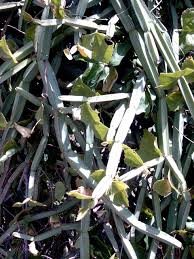 Image result for Cissus aralioides