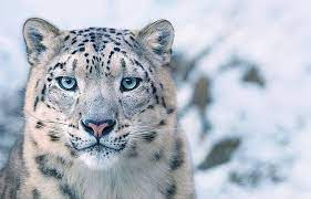 sorumlusu bizleriz nesli tukenmekte olan hayvanlara ait bu huzunlu fotograflar icinizi acitacak hayvan hayvan fotografciligi snow leopard