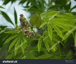 Image result for Manihot glaziovii