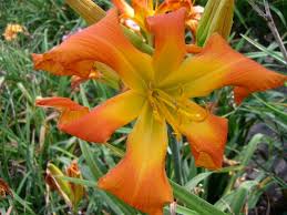 Pin Von Falk Hedemann Auf Daylillies Taglilien Taglilie Lilien