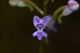 Image result for Cynorkis brevicalcar