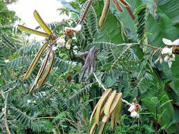 Image result for Tephrosia whyteana