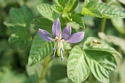 Image result for Cleome rutidosperma