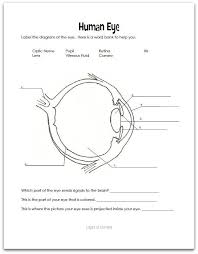 Eyes Layers Of Learning Human Eye Diagram Parts Of The Eye Human Eye