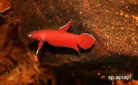 Fwbettas1486312368 Let S Preserve Wild Betta Sp Apiapi Rare Pair Betta Betta Fish Tropical Freshwater Fish