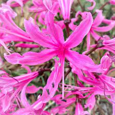 Guersney Lily Flower House Best Flower Wallpaper