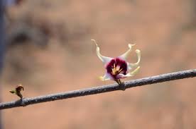 Image result for Strophanthus sarmentosus