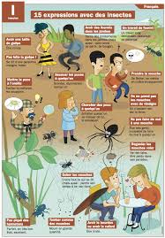15 Expressions Avec Des Insectes French Expressions Expressions Francaises Expressions