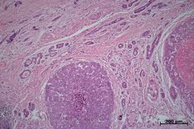 Gerhard-Seifert-Referenzzentrum