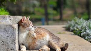 Check spelling or type a new query. Ciri Ciri Kucing Hamil Dan Akan Melahirkan Pemilik Kucing Wajib Tahu Citizen6 Liputan6 Com