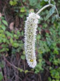 Image result for Cyathula polycephala