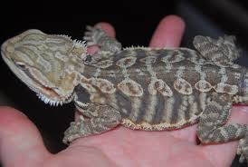 This is the base of the skull of a leatherback sea turtle that was brought to the virtual curation laboratory for 3d scanning by ray. W Midlands Leatherback Bearded Dragons Males Females Reptile Forums