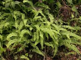 Image result for Arthropteris palisotii