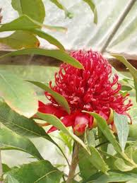 Image result for Telopea