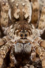 Check spelling or type a new query. Wolf Spider Arctosa Bugguide Net Wolf Spider Spider Arachnids Spiders