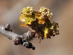 Image result for Euphorbia matabelensis