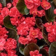 Одората фрагрант рэд (begonia odorata fragrant red), пинк дэлайт (odorata pink delight), опиум рэд (opium red), опиум уайт (opium white). Double Up Red Begonia Semperflorens Proven Winners