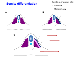 In vertebrates, somites subdivide into the sclerotomes, myotomes, syndetomes and dermatomes that give rise to the vertebrae of the vertebral column, rib cage and part of the occipital bone; Somite Differentiation Diagram Quizlet