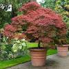 In full spring, blooms on. Https Encrypted Tbn0 Gstatic Com Images Q Tbn And9gctoa4uypkya2yamwpuejvobjdxzringfuo5vx1a6dy Usqp Cau