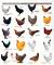 Chart Chicken Breeds Australia