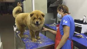 We did not find results for: The Pet Spa Home Facebook