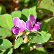 Image result for Tridactyle filifolia