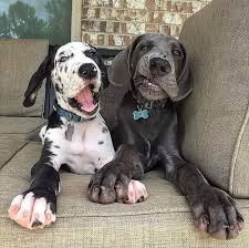 Looking for a great dane puppy for sale near me? Great Dane Puppies For Sale Near Me Home Facebook