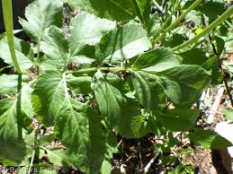 Image result for Heisteria zimmereri