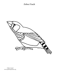 Download Zebra Finch Coloring Page