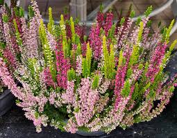 Image result for Calluna vulgaris