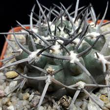 Image result for Gymnosporia oxycarpa