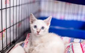 When you can't keep your puppy with you, he should be confined to a safe area, such as a dog crate. Life Skills For Pets Crate Training And Confinement For Kittens And Cats Vca Animal Hospital