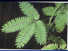We did not find results for: Daun Majemuk Folium Compositum Ppt Download