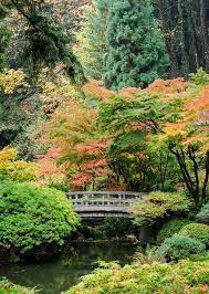 Bridgeneed Garden Japanese Maple Seattle Japanese Garden Seattle Like The Japanese In 2020 Japanese Maple Garden Seattle Japanese Garden Portland Japanese Garden