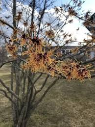Image result for Hamamelis mollisi