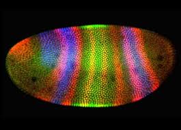 The Discovery Of Homeotic Genes