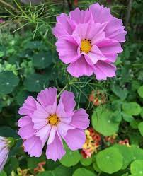 Cosmos A Beautiful And Durable Flower For Your Garden My Desired Home Cosmos Flowers Beautiful Flowers Flowers