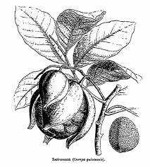 Image result for Carapa