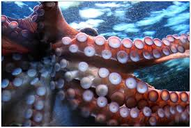 These small muscles allow the animal to grasp surfaces, pull apart prey, and even unscrew jars and pill bottles! Octopus Suction Cup Cups Free Photo On Pixabay