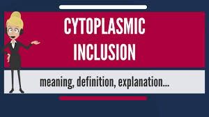 What Is Cytoplasmic Inclusion What Does Cytoplasmic Inclusion Mean Youtube