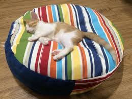 Www Facebook Com Www Facebook Com Www Facebook Com Dijjo Cat Bed Pet Bed Www Dijjo Com Www Facebook Com Dijjo Design Cat Bed Pet Bed Pets